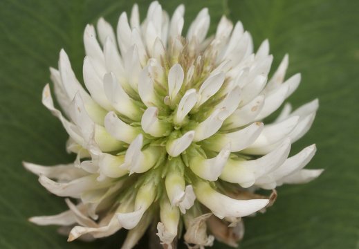 Trifolium montanum · kalninis dobilas