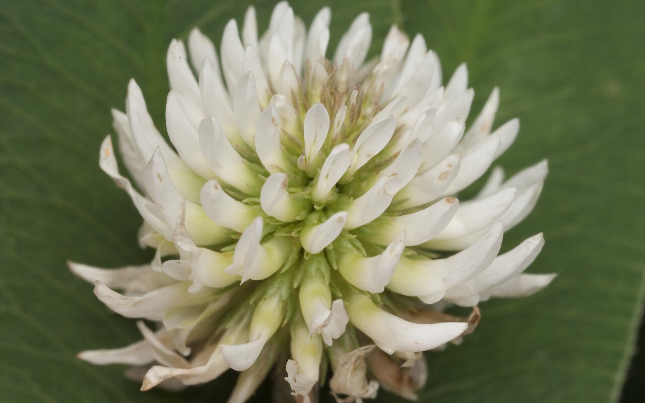 Trifolium montanum · kalninis dobilas
