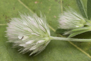 Trifolium arvense · dirvinis dobilas