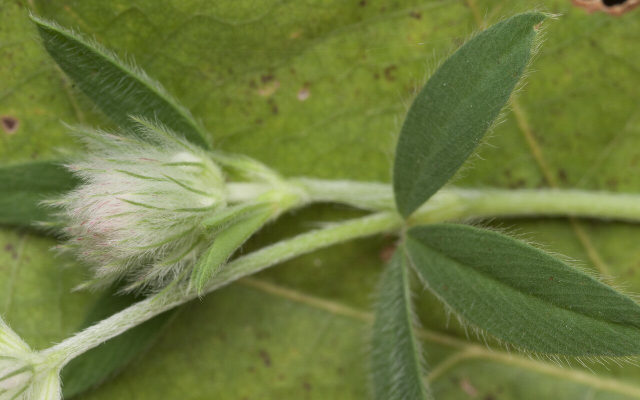 Trifolium-arvense-1562.jpg