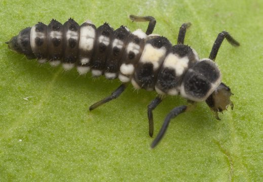~ Coccinellidae larvae · boružių lervos