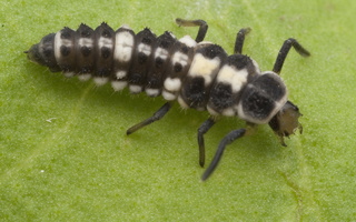 ~ Coccinellidae larvae · boružių lervos