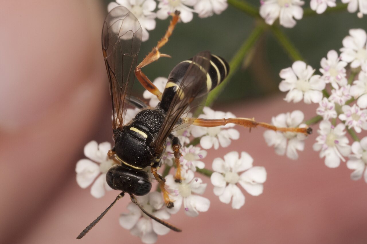 Hymenoptera-1601.jpg