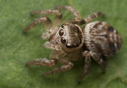 Araneae · vorai