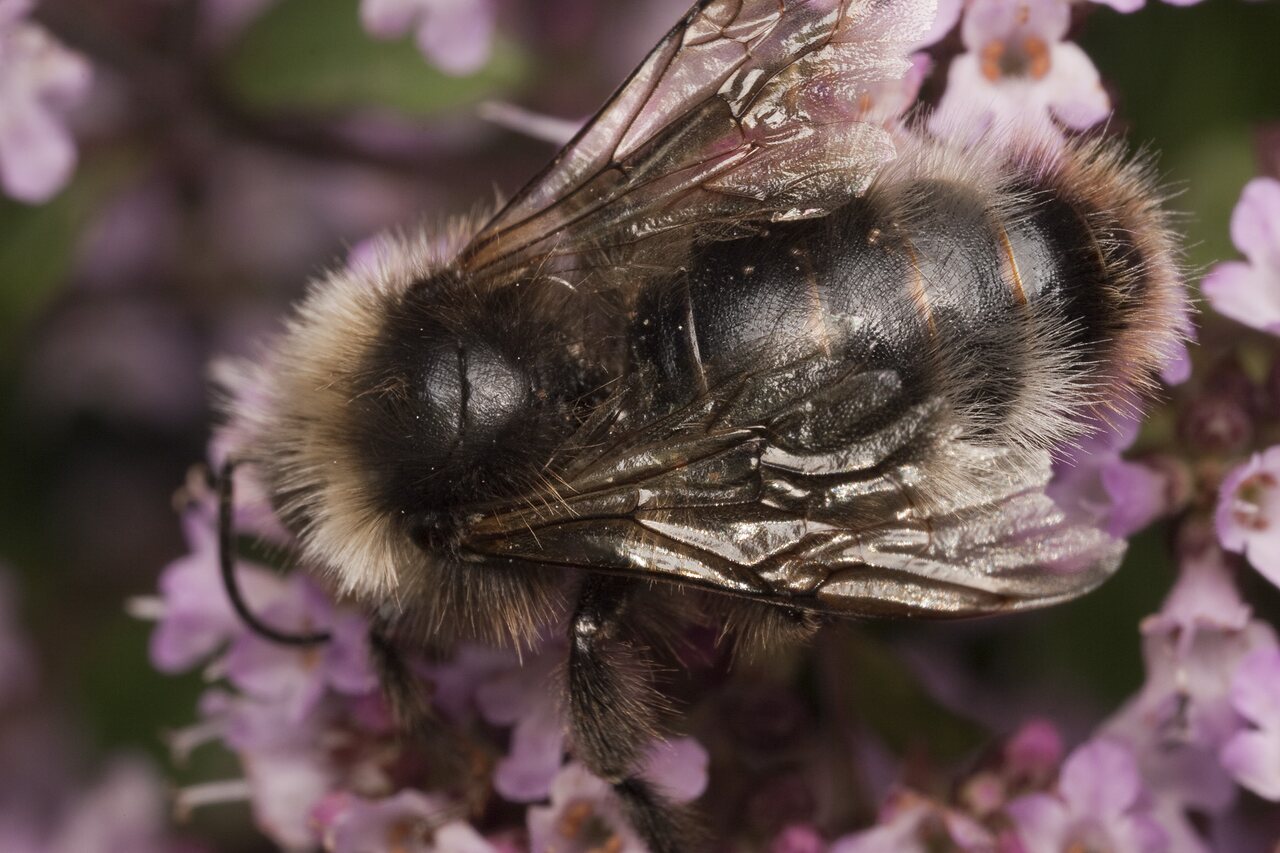 Apidae-1687.jpg