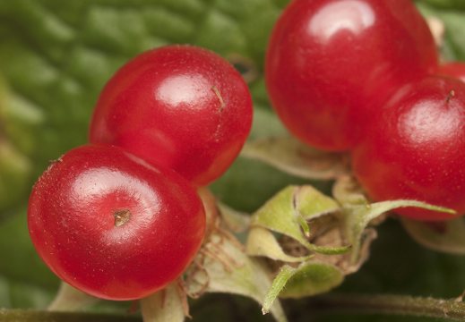 Rubus saxatilis fruits · paprastoji katuogė, vaisiai