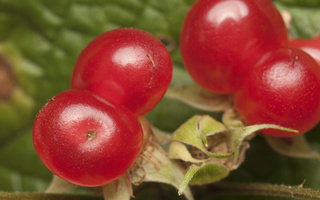 Rubus saxatilis · paprastoji katuogė
