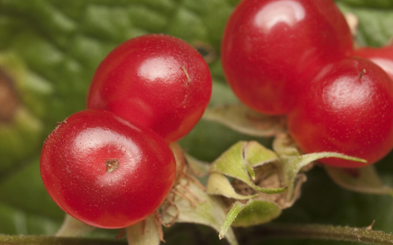 Rubus saxatilis fruits · paprastoji katuogė, vaisiai