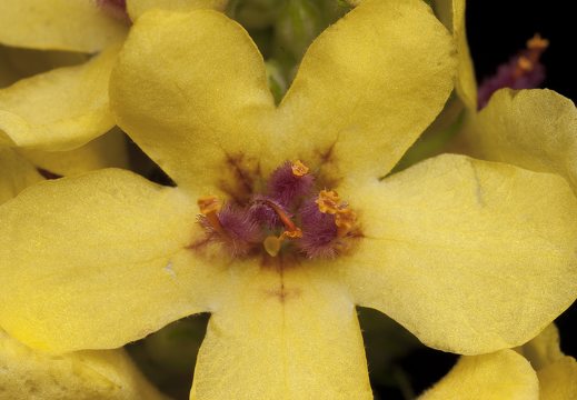 Scrophulariaceae · bervidiniai