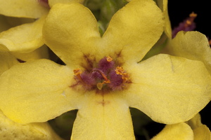 Scrophulariaceae · bervidiniai