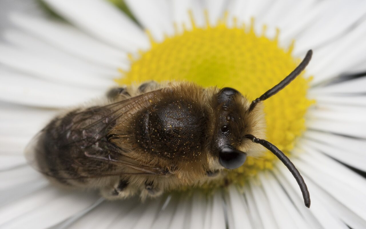 Apidae-1736.jpg