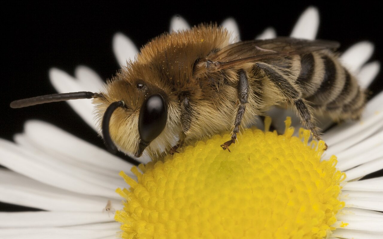 Apidae-1738.jpg