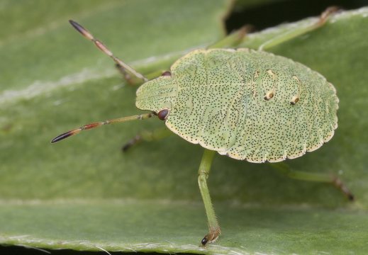 ~ Hemiptera nymphs · straubliuočių nimfos