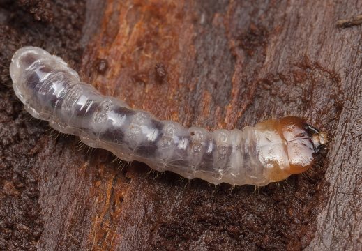~ Cerambycidae larvae · ūsuočių lervos