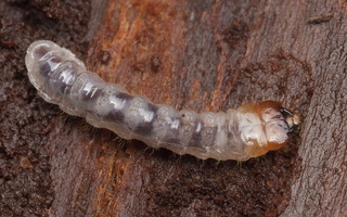 ~ Cerambycidae larvae · ūsuočių lervos