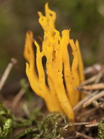 Calocera viscosa · lipnusis tampriagrybis