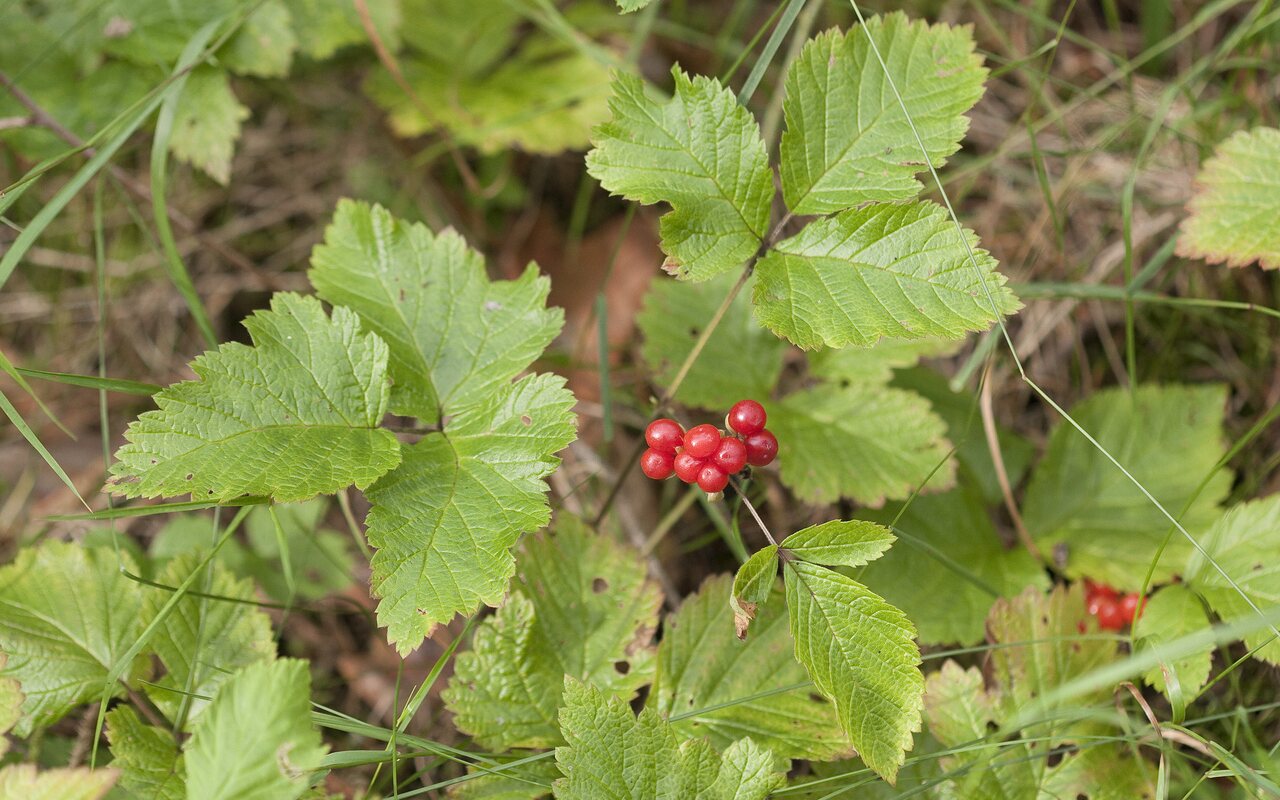 Rubus saxatilis · paprastoji katuogė