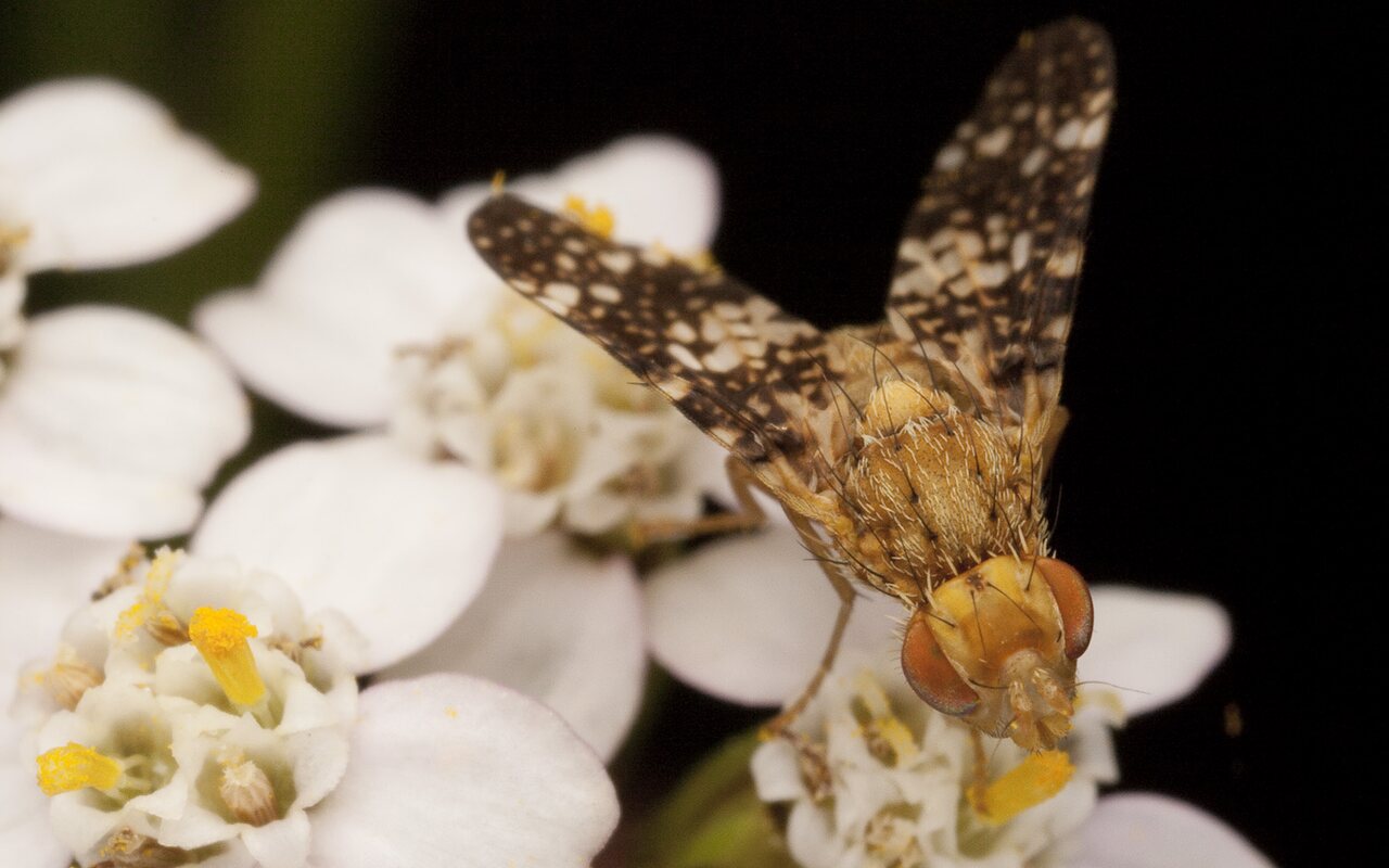 Oxyna flavipennis female · margasparnė ♀