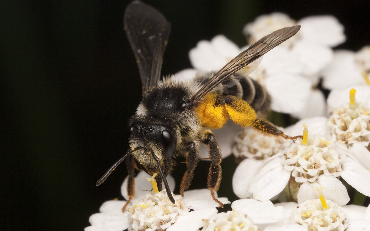 Apidae-1884.jpg