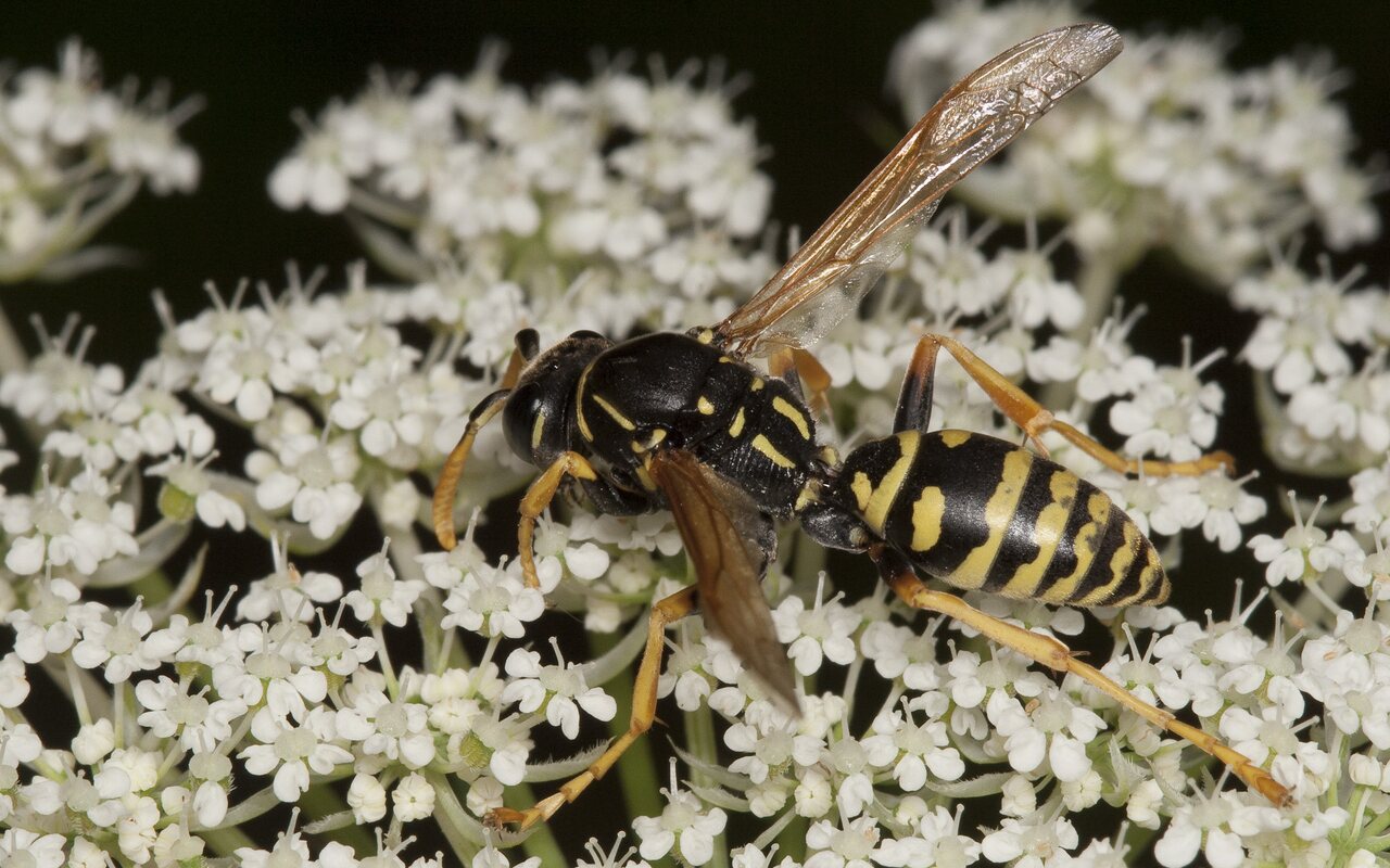 Hymenoptera-2031.jpg