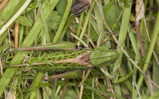 Decticus verrucivorus, male · margasis žiogas ♂
