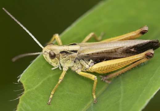 Orthoptera · tiesiasparniai
