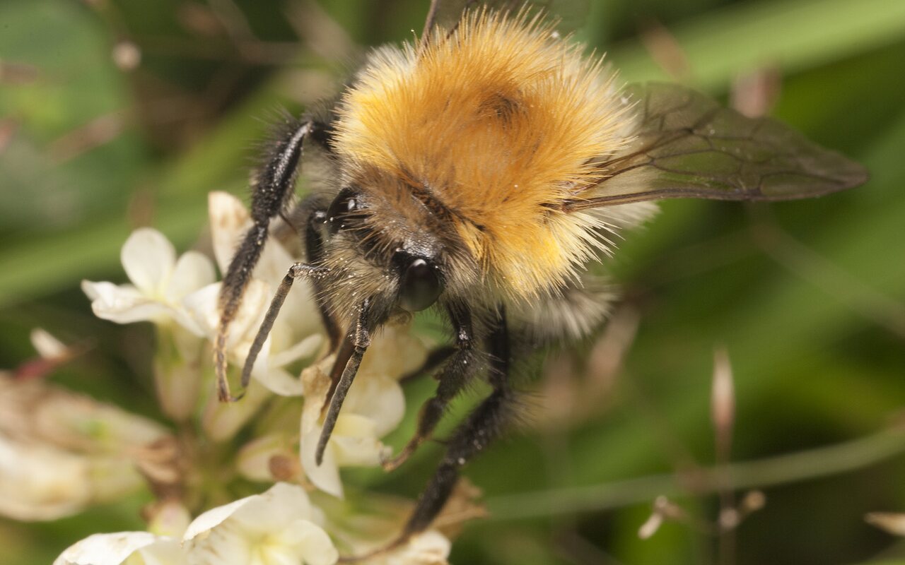 Apidae-2129.jpg