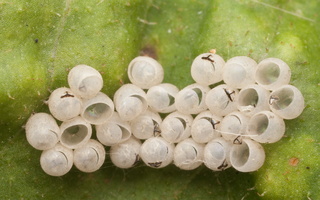 Pentatomidae egg shells · tikrosios skydblakės kiaušinėliai