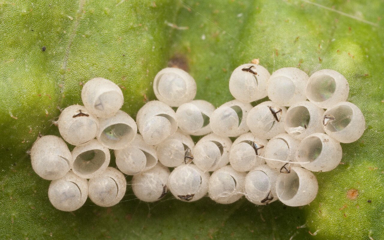 Pentatomidae egg shells · tikrosios skydblakės kiaušinėliai