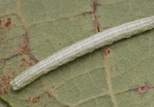 Pterapherapteryx sexalata caterpillar · gluosninis skiautenis, vikšras