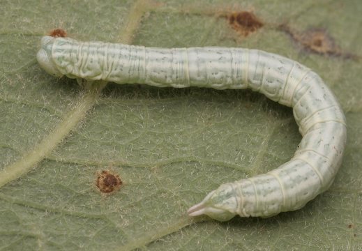 Pterapherapteryx sexalata caterpillar · gluosninis skiautenis, vikšras