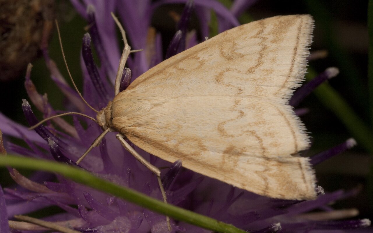 Lepidoptera-2150.jpg