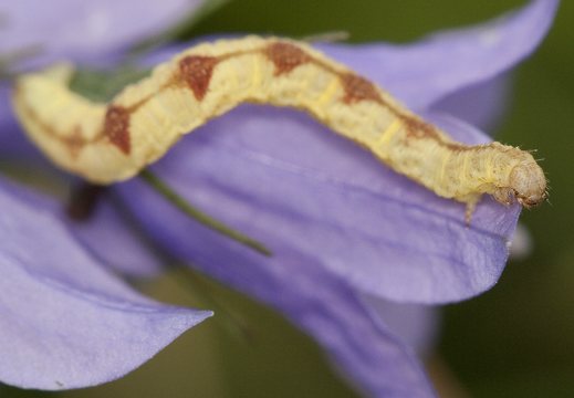 Eupithecia denotata · katilėlinis sprindytis
