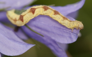 Eupithecia denotata caterpillar · katilėlinis sprindytis, vikšras