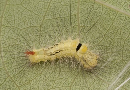 Calliteara pudibunda caterpillar · raudonuodegis verpikas, vikšras