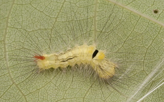Calliteara pudibunda caterpillar · raudonuodegis verpikas, vikšras
