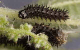 Aglais urticae, young caterpillars · dilgėlinukas, jauni vikšrai