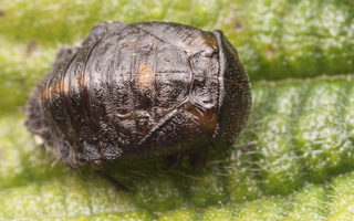 Coccinellidae pupa · boružės lėliukė