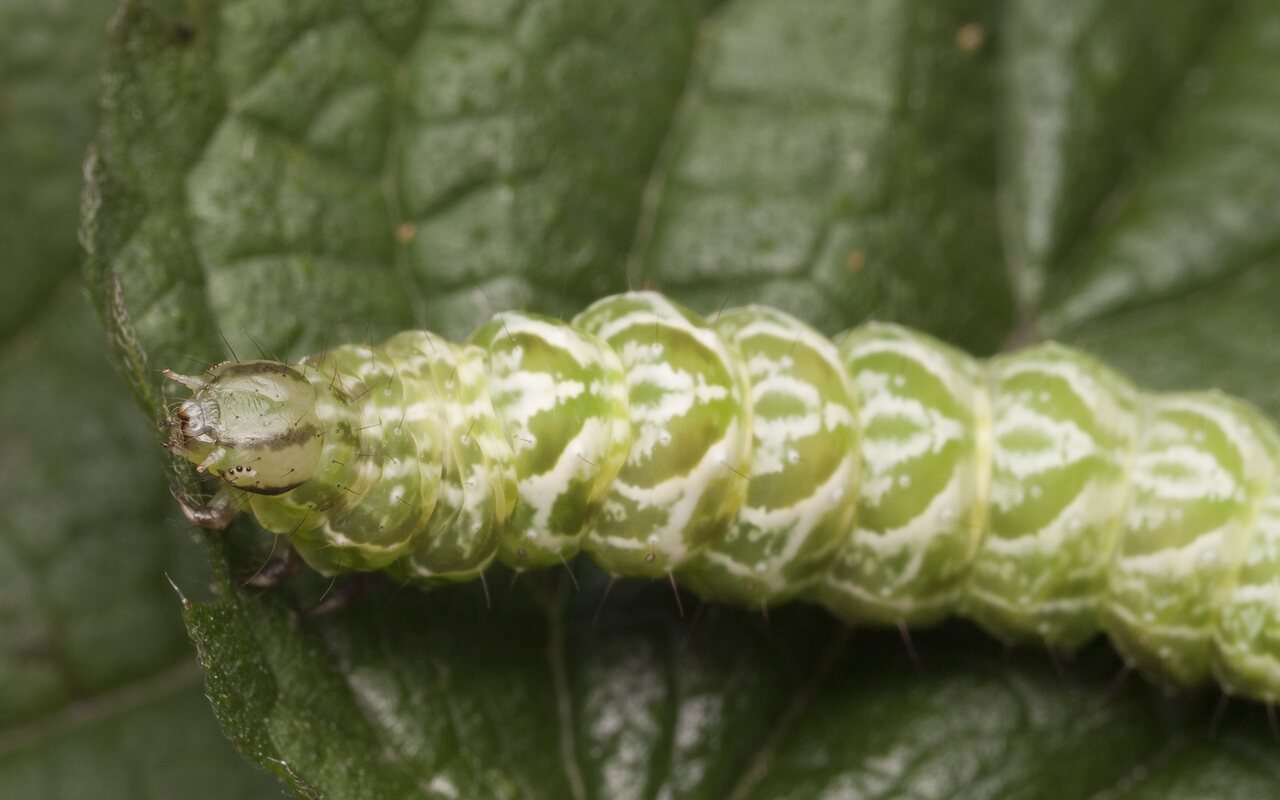 Abrostola tripartita caterpillar · melsvasis pilkūnas, vikšras