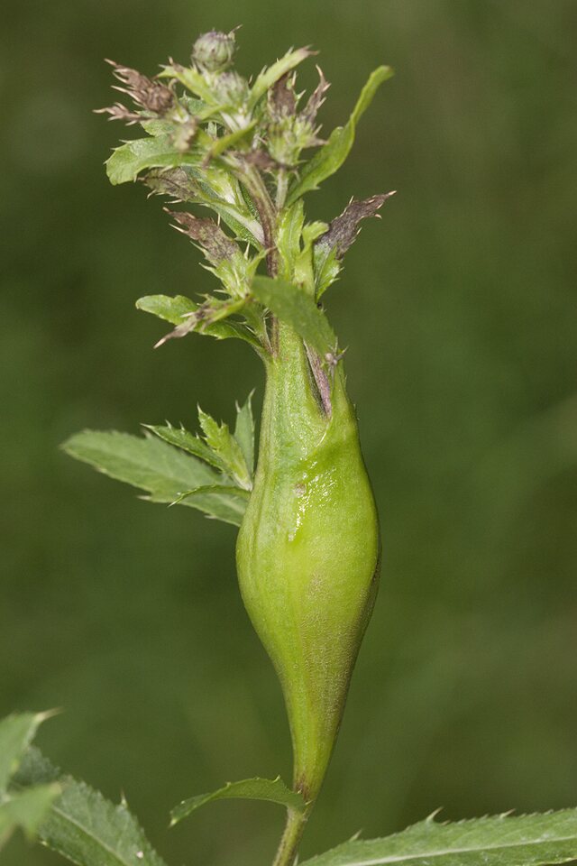 Urophora cardui gall on Cirsium arvense