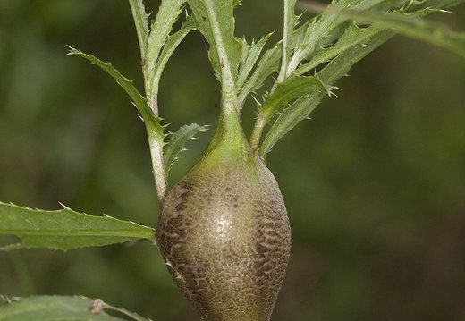 Urophora cardui gall on Cirsium arvense