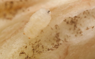 Urophora cardui, larva in gall · daginė margasparnė, lerva ant dirvinės usnies galo