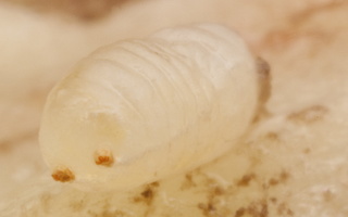 Urophora cardui, larva · daginė margasparnė, lerva