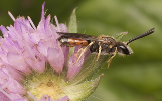 Lasioglossum albipes male · vagabitė ♂