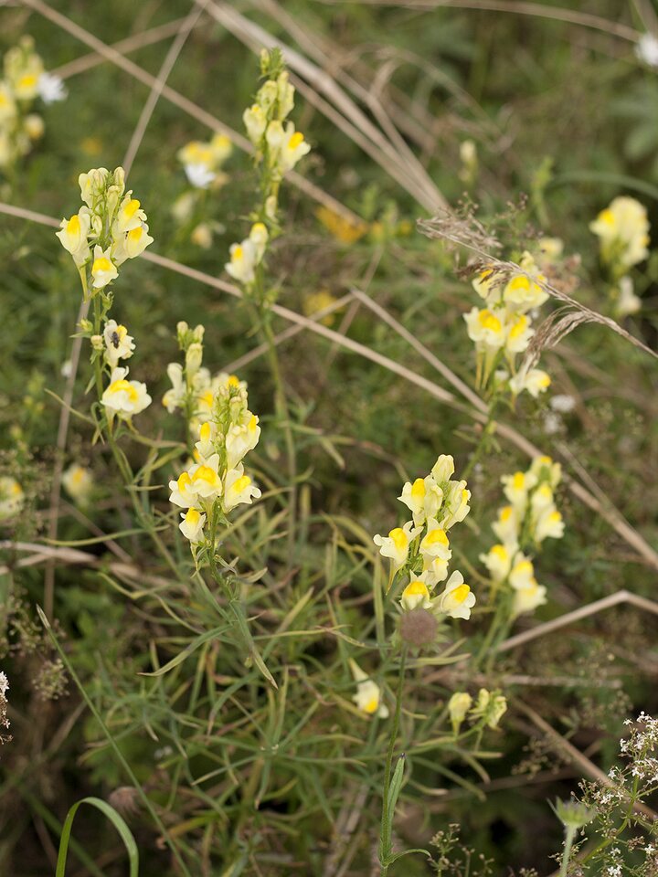Linaria-vulgaris-2361.jpg