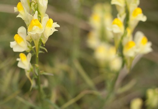 Linaria vulgaris · paprastoji linažolė