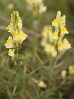 Linaria vulgaris · paprastoji linažolė