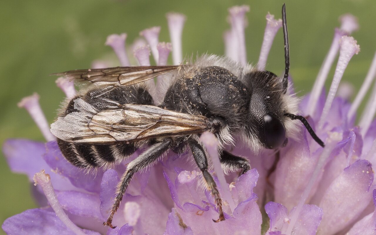 Apidae-2363.jpg