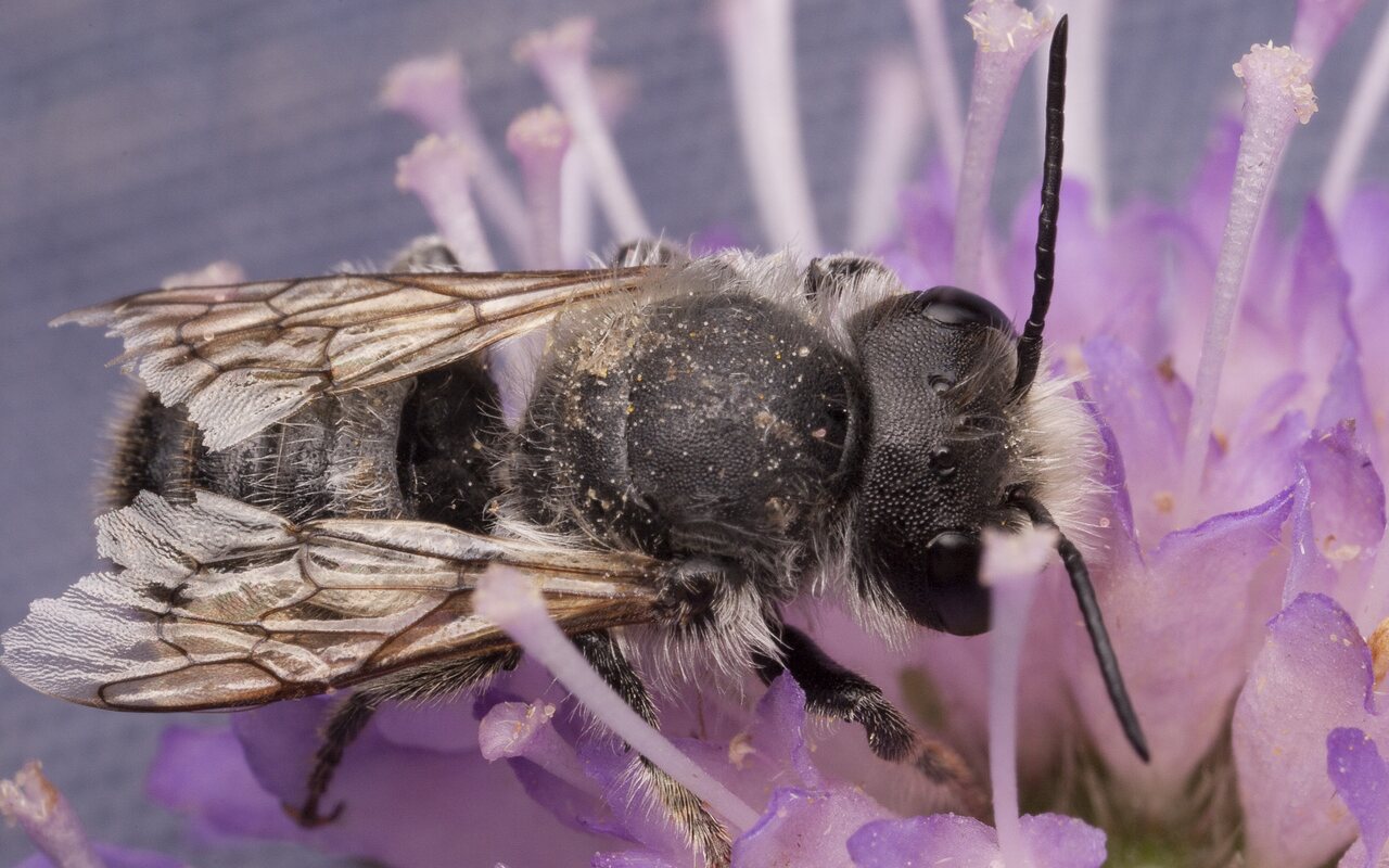 Apidae-2369.jpg