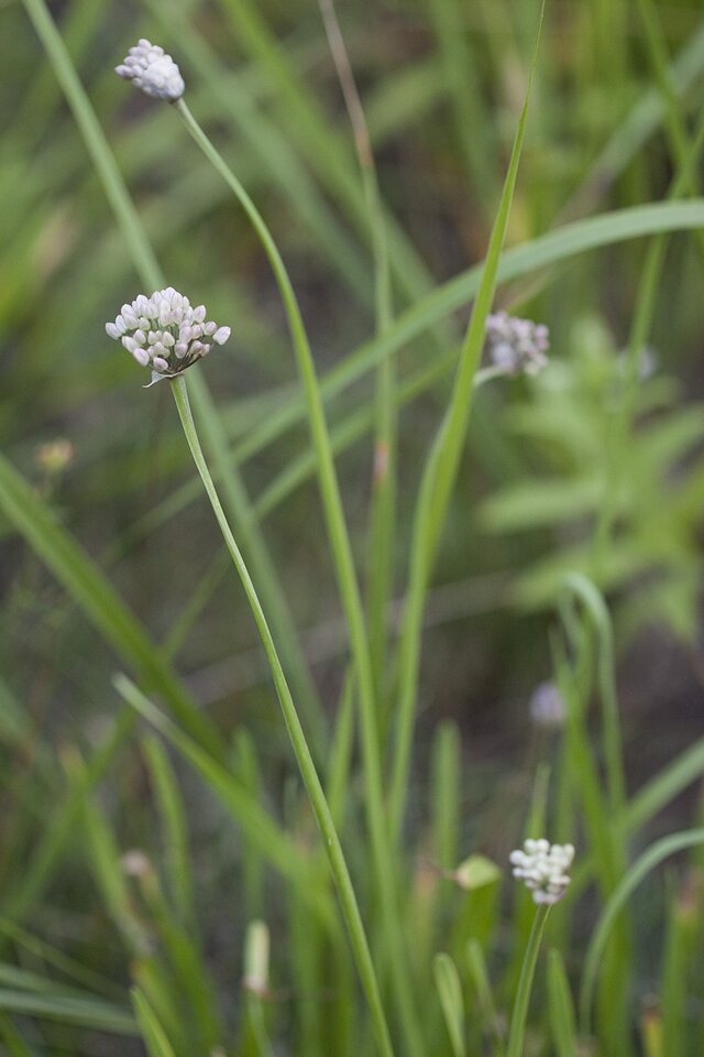 Allium-lusitanicum-2398.jpg
